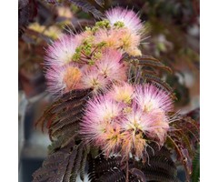 Perzische slaapboom - Albizia julibrissin 'Summer Chocolate'