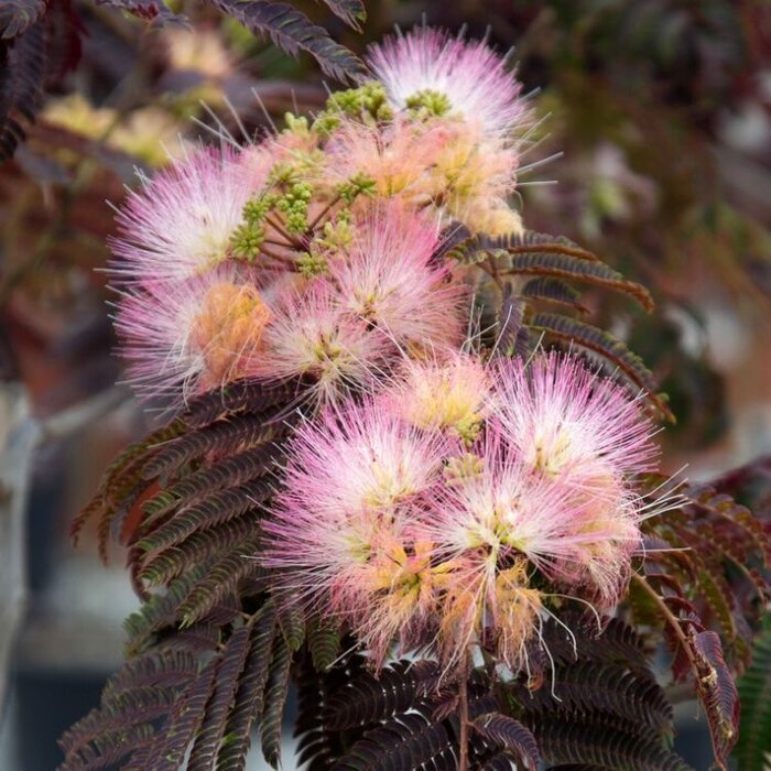 Perzische slaapboom (Albizia julibrissin 'Summer Chocolate' )