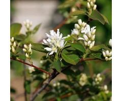 Krentenboom (Struikvorm) - Amelanchier alnifolia 'Obelisk'