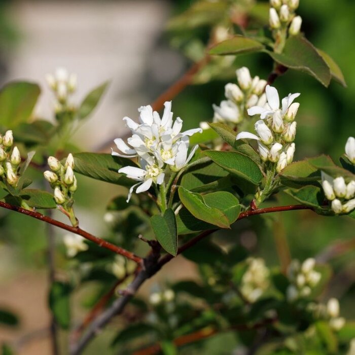 Krentenboom (Amelanchier alnifolia 'Obelisk')