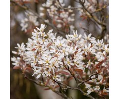 Krentenboom (Struikvorm) - Amelanchier laevis 'Ballerina'