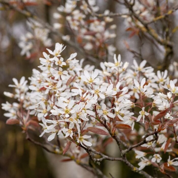 Krentenboom (Amelanchier laevis 'Ballerina')