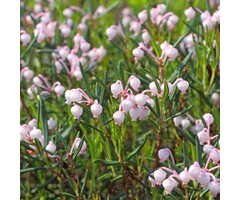 Lavendelheide - Andromeda polifolia 'Blue Ice'