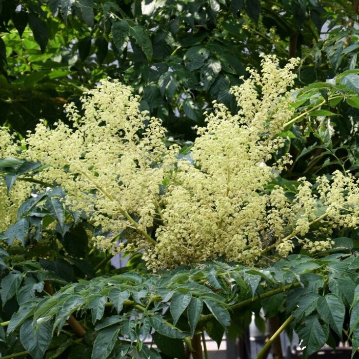 Duivelswandelstok (Aralia elata)