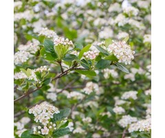 Zwart appelbes - Aronia melanocarpa