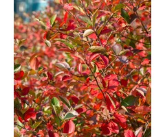 Appelbes - Aronia melanocarpa 'Hugin'