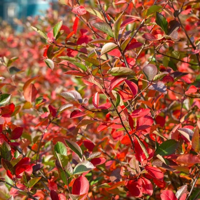 Appelbes (Aronia melanocarpa 'Hugin')