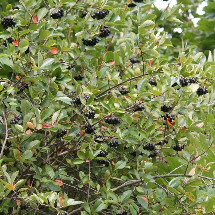 Appelbes (Aronia melanocarpa 'Hugin')