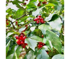 Broodboom - Aucuba japonica 'Rozannie'