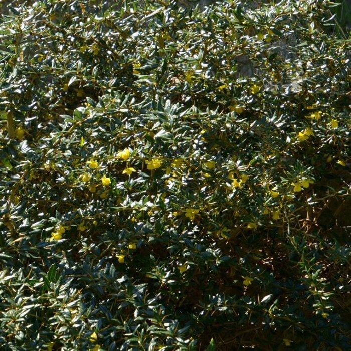 Zuurbes (Berberis frikartii 'Telstar')