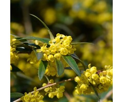 Zuurbes - Berberis julianae