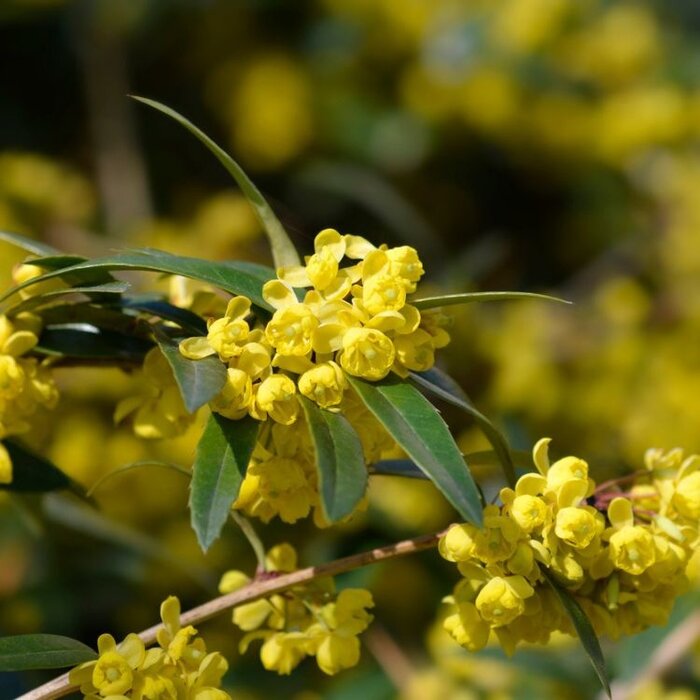 Zuurbes (Berberis julianae)