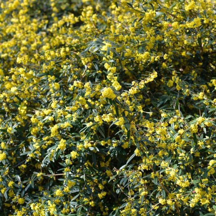 Zuurbes (Berberis julianae)