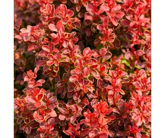 Zuurbes - Berberis thunbergii 'Admiration'