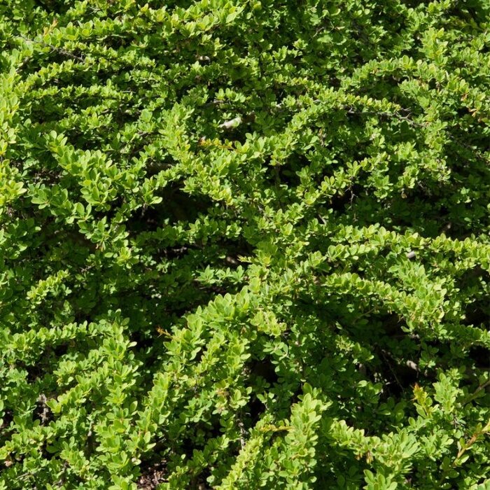Zuurbes (Berberis thunbergii 'Green Carpet')