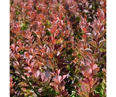 Zuurbes - Berberis thunbergii 'Helmond Pillar'