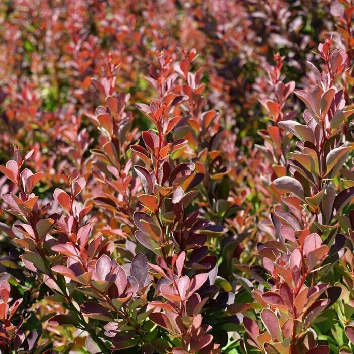 Zuurbes (Berberis thunbergii 'Helmond Pillar')