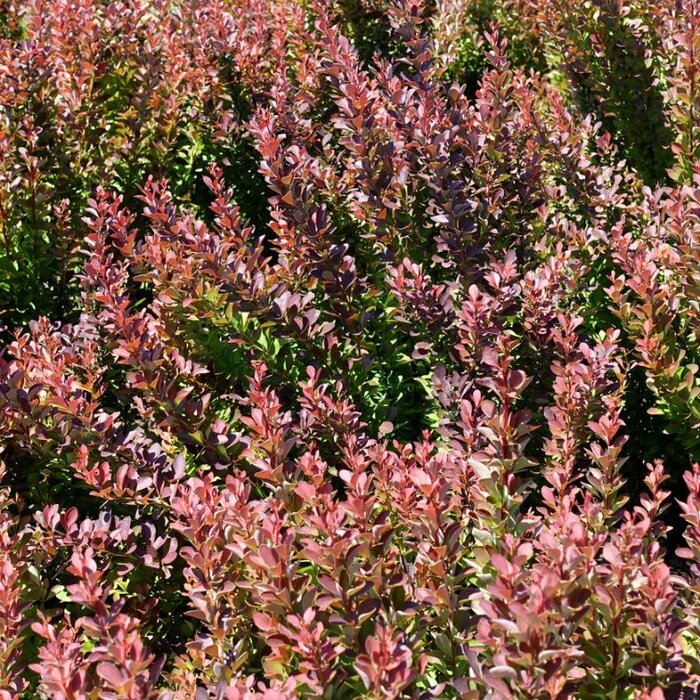 Zuurbes (Berberis thunbergii 'Helmond Pillar')