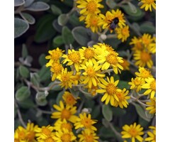 Wit askruid - Brachyglottis 'Sunshine'