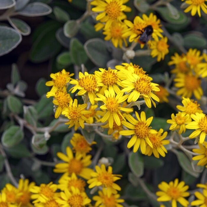 Wit askruid (Brachyglottis 'Sunshine')