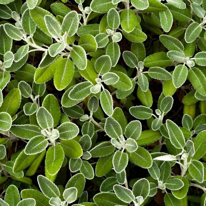 Wit askruid (Brachyglottis 'Sunshine')