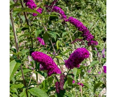 Vlinderstruik - Buddleja 'Buzz Hot Raspberry'