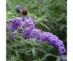 Vlinderstruik - Buddleja 'Buzz Improved Sky Blue'