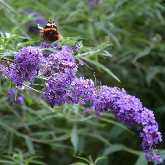 Vlinderstruik (Buddleja 'Buzz Improved Sky Blue')