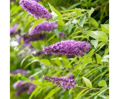 Vlinderstruik - Buddleja 'Buzz Violet'