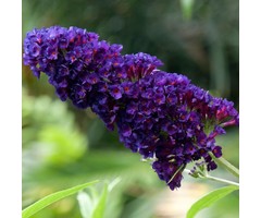 Vlinderstruik - Buddleja davidii 'Black Knight'