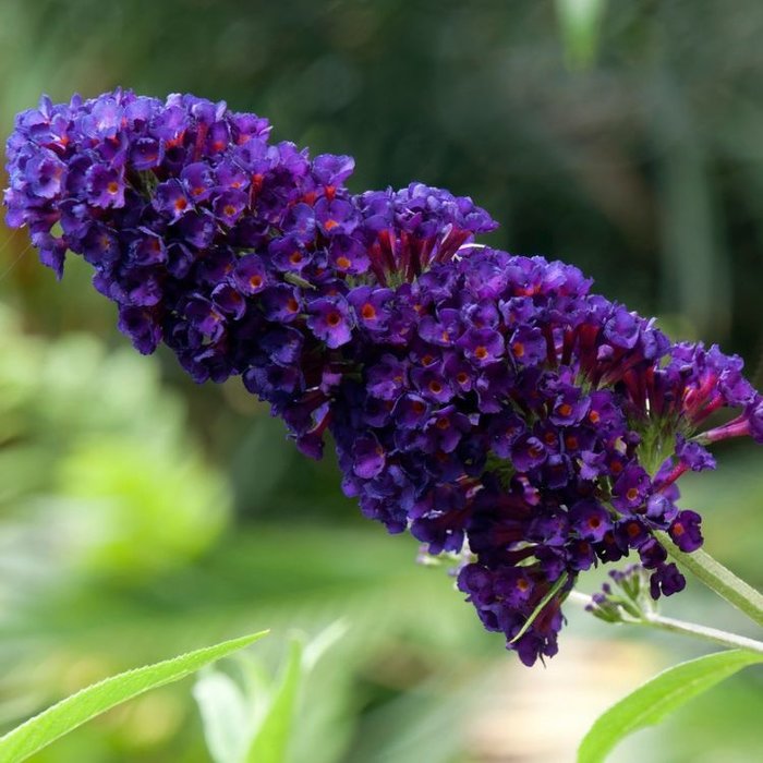 Vlinderstruik (Buddleja davidii 'Black Knight')