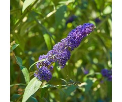 Vlinderstruik - Buddleja davidii 'Empire Blue'