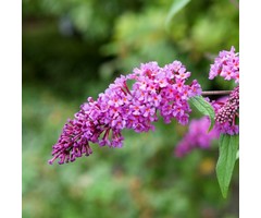 Vlinderstruik - Buddleja davidii 'Ile de France'