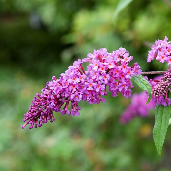 Vlinderstruik (Buddleja davidii 'Ile de France')