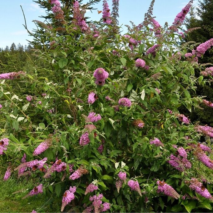 Vlinderstruik (Buddleja davidii 'Ile de France')