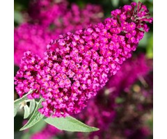 Vlinderstruik - Buddleja davidii 'Miss Ruby'