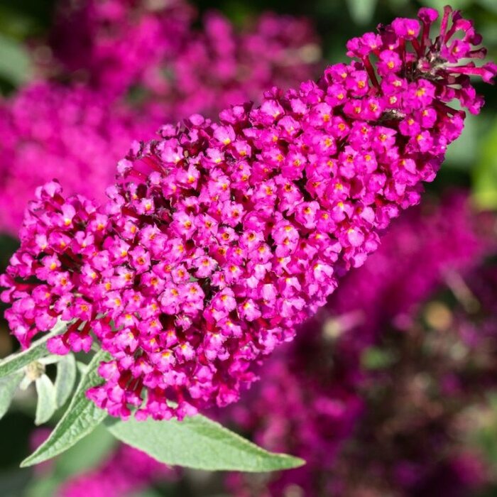Vlinderstruik (Buddleja davidii 'Miss Ruby')