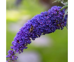 Vlinderstruik - Buddleja davidii 'Magda's Gold Knight'