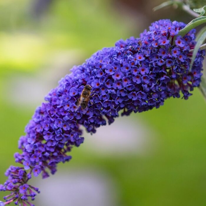 Vlinderstruik (Buddleja davidii 'Magda's Gold Knight')