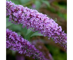 Vlinderstruik - Buddleja davidii 'Nanho Blue'
