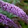 Vlinderstruik (Buddleja davidii 'Nanho Blue')