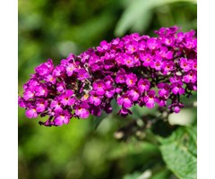 Vlinderstruik - Buddleja davidii 'Nanho Purple'