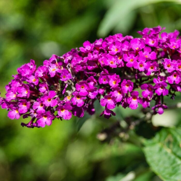 Vlinderstruik (Buddleja davidii 'Nanho Purple')