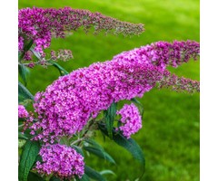 Vlinderstruik - Buddleja davidii 'Pink Delight'