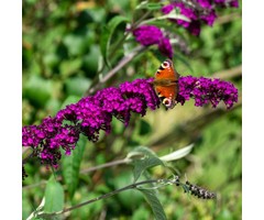 Vlinderstruik - Buddleja davidii 'Royal Red'