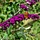 Vlinderstruik (Buddleja davidii 'Royal Red')