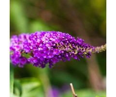 Vlinderstruik - Buddleja davidii 'Sugar Plum'