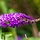 Vlinderstruik (Buddleja davidii 'Sugar Plum')