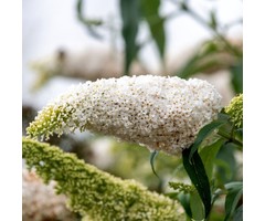 Vlinderstruik - Buddleja davidii 'White Profusion'