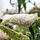 Vlinderstruik (Buddleja davidii 'White Profusion')